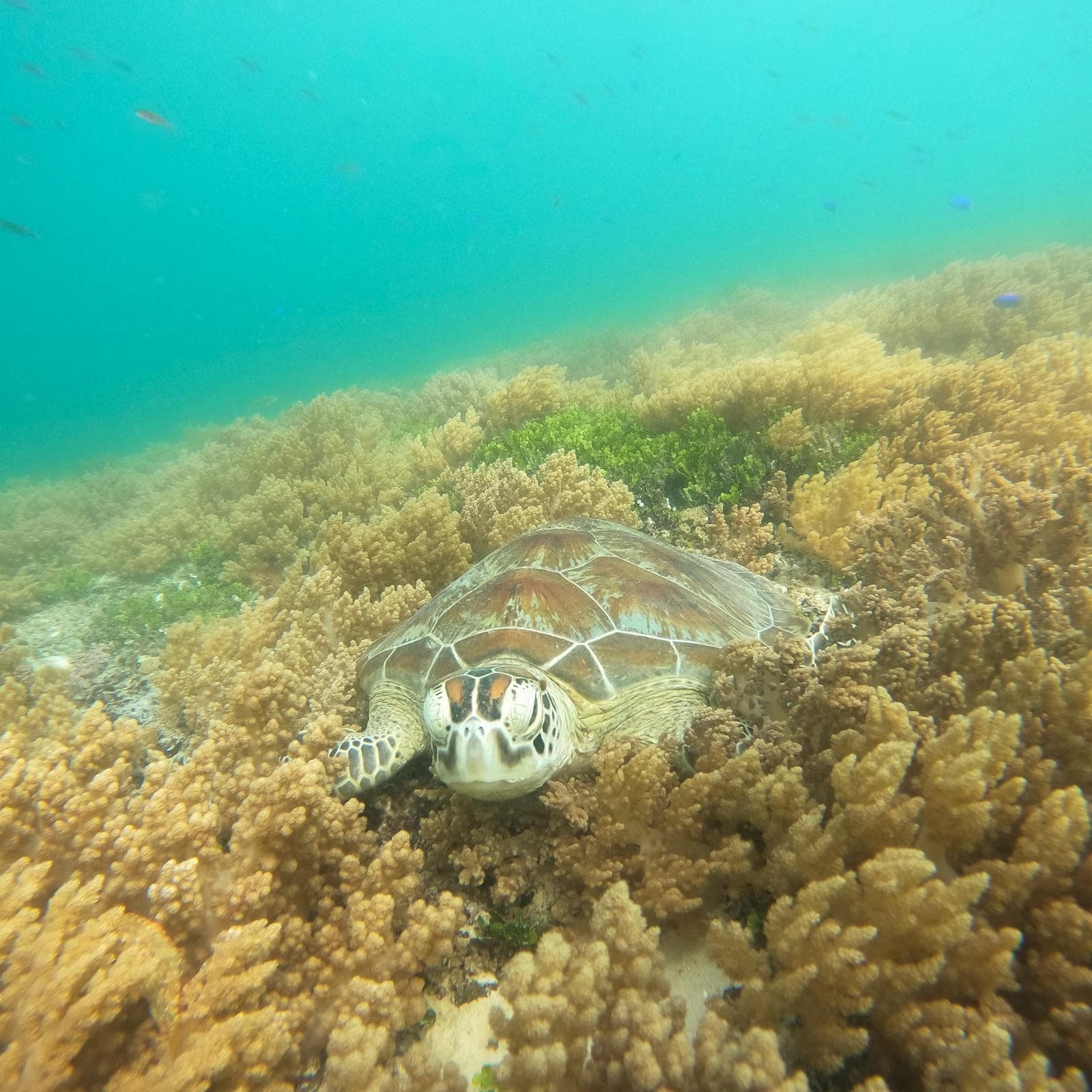 Sea turtle resting on the reef off Gili Trawangan
